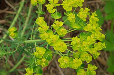 افوربیا، Mediterranean Spurge بومی جنوب فرانسه تا آناتولی
